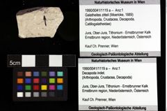 Foto (Objket + Etiketten) von Galatheites zitteli (Moericke, 1889) 